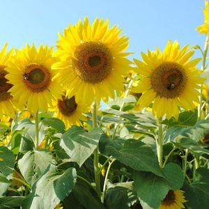 Meet your Posher, Nanette